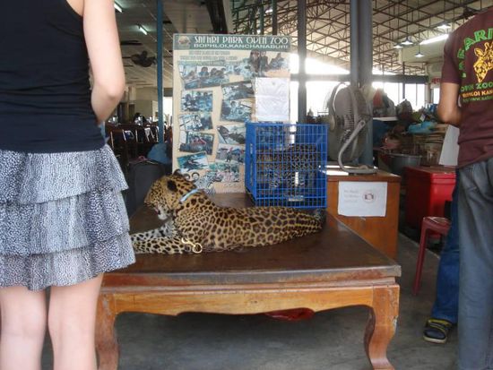 Genauso unfassbar wie die Vermarktung der Elefanten - hier kann man, natürlich gegen Bares, einen Leoparden streicheln und sich dabei Fotografieren lassen...