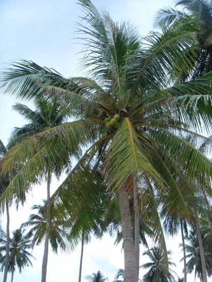 Eine von zahlreichen Kokospalmen hier am "Klong Khong" Beach
