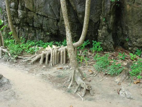 lustige Baumsaurier im Inneren der Insel 