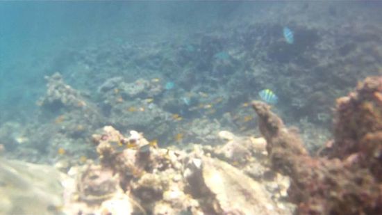 und viele andere bunte Fische