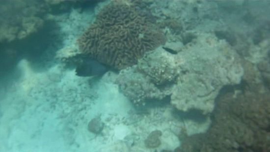 böser Muränenfisch