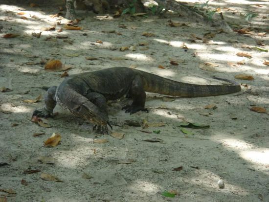 Ein Waran - die großen waren bis zu 2,5m groß... und wollten Mittagessen haben. Anscheinend kommen sie immer Tagsüber aus den Bergen, wo sie von den Touristen gefüttert werden.