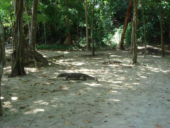 Hier ein kleineres Exemplar