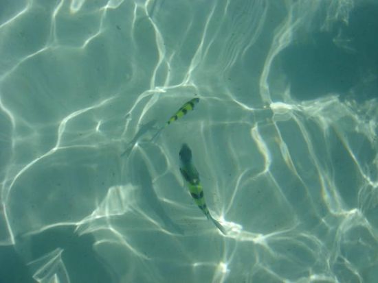 Das Wasser war so klar, dass man die Fische mit der normalen Kamera von oben fotografieren konnte. Außerdem waren sie erstaunlich zahm und sind immer um uns herumgeschwommen.
