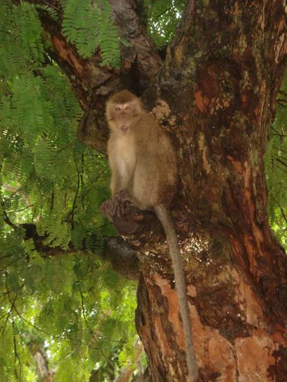 Wenigstens gabs ein paar Affen zu sehen, die hier frei rumlaufen und den Läuten gerne Sachen klauen.