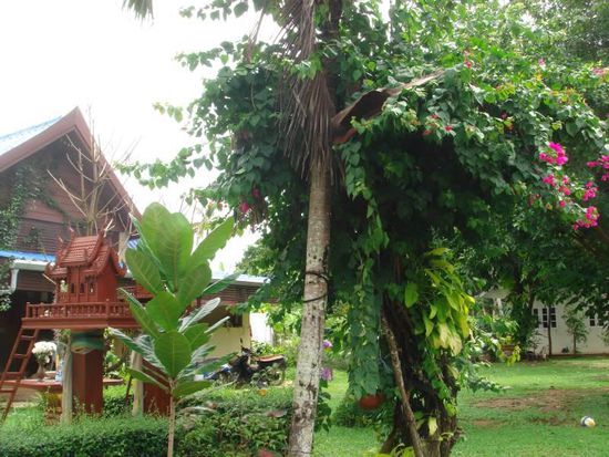 Garten vor unserm Bungalow