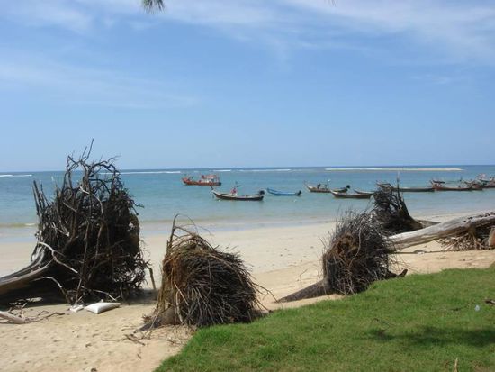 Entwurzelte Bäume am Strand