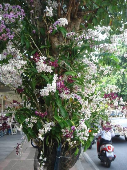 Orchideen mitten in der Stadt 