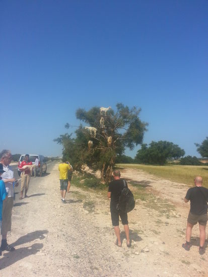 Und da sind die lustigen Ziegen... einfach witzig