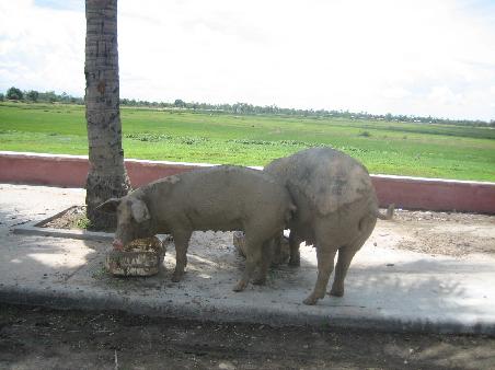 wie auch im restlichen Land: ueberall Schwein, Kuehe und Huehner mitten auf der Strasse