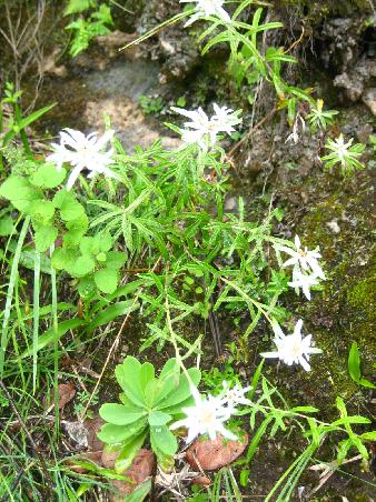 wunderschoene Vegetation