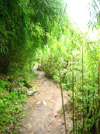 hier ein Wald aus Bambus