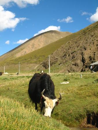 Yaks all over!