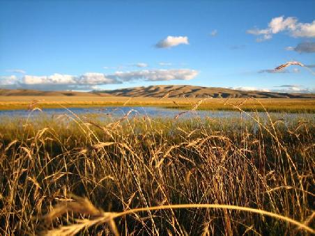 Weideland beim Lake Manasorover