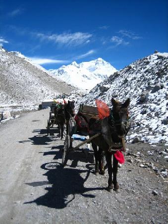 und wer zu faul war, konnte auch mit der Kutsche zum Base Camp fahren