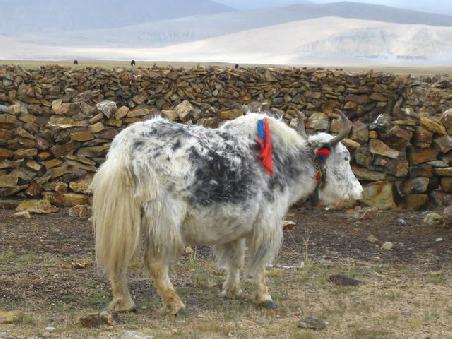 ein Yak - diesmal in weiss/grau