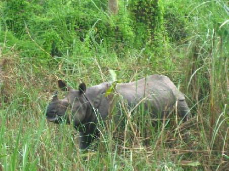 dem Rhino 3m nahe!