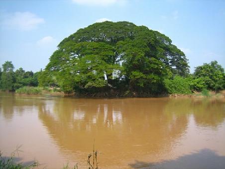 Mekong und die viele Vegetation