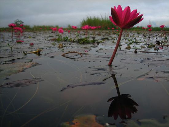 ein Meer voller Blumen