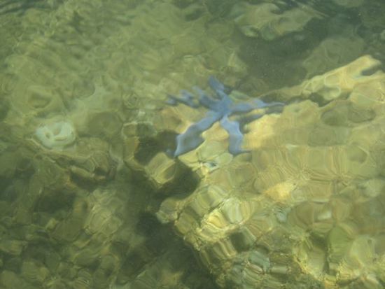 ich konnte die Farbenpracht und Fischvielfalt gar nicht glauben; hier ein blauer Seestern!