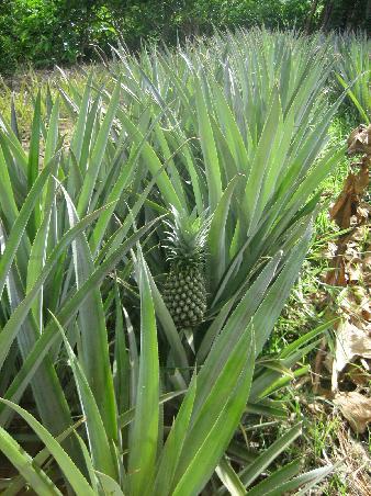 eine kleine Ananas, die erst reifen muss