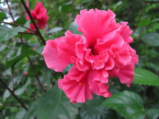 und wunderbare Blumen findet man auf der ganzen Insel