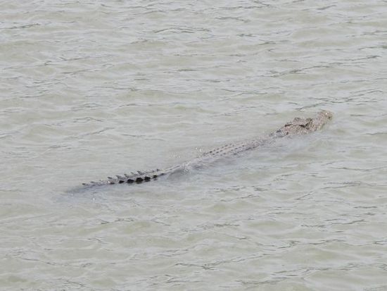 und da ist es auch schon, unser erstes gesichtetes Tier: ein Krokodil!