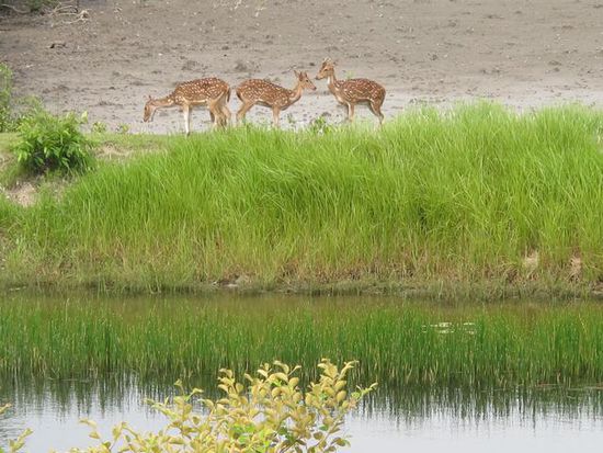 Rehe, wie fuers Foto bestellt...