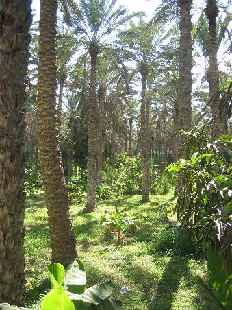 22° 25' 01" N // 58° 48' 40" O
Al Hawaaiyah