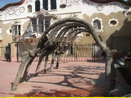 Spinne vor Can Negre