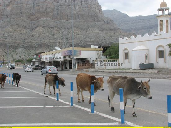 in den Emiraten ist schon viel Kuhverkehr auf der Straße