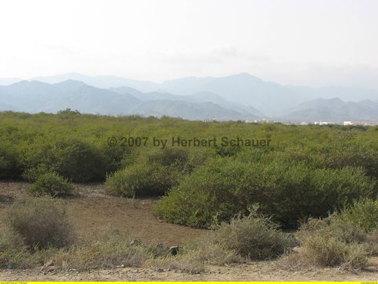 Mangrovensumpf an der emiratisch-omanischen Grenze