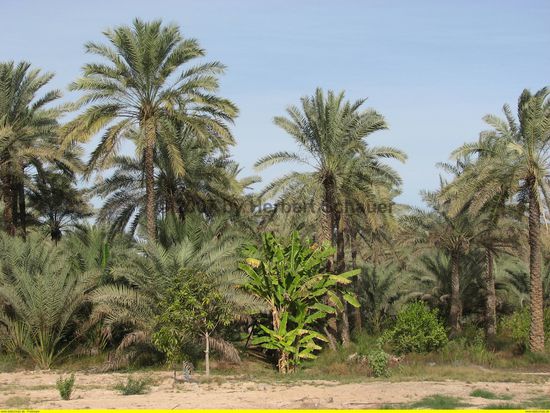 Drei-Ebenen-Landwirtschaft in der Batinah-Ebene