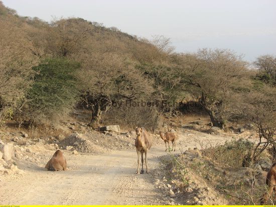 Piste im Wadi Hinnah