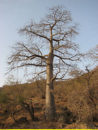 Baobabbaum - Herkunft ist ungewiß, aber es ranken sich verschiedene Geschichten um ihn