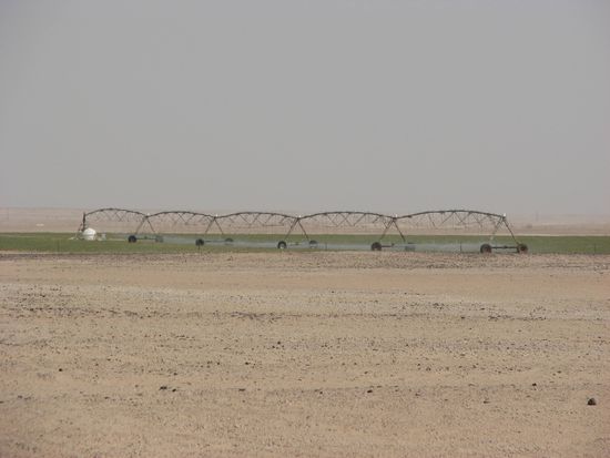 Felder für Kamelgras