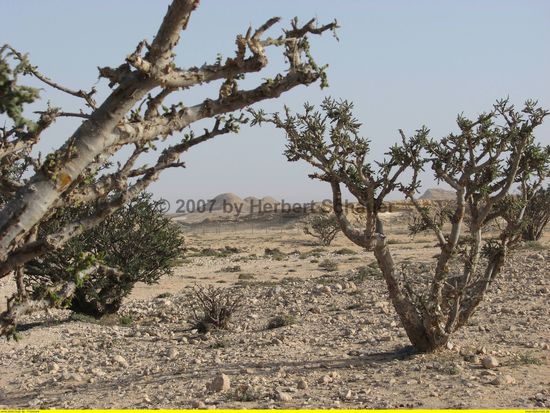 Weihrauchbäume im Wadi Dhowar