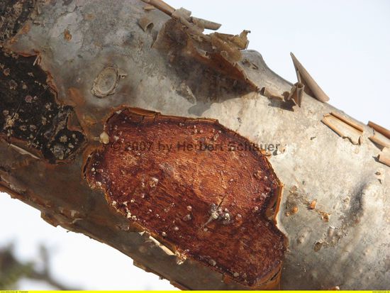 frisch geritzter Ast