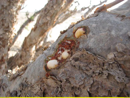 ausgetrocknetes Harz