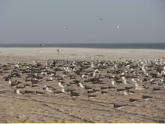 Möwen am Strand von Salalah