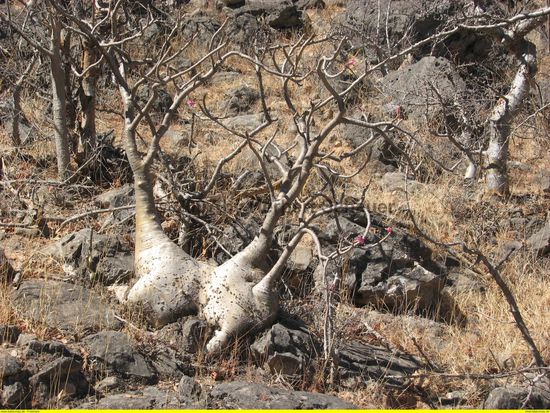 sind die Blüten zu erkennen?