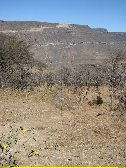 diesen Berg sind wir hinuntergekommen - in der Trockenheit reifen aber immer noch farbige Früchte an Sträuchern