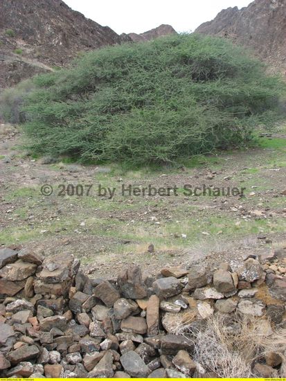 Rest der Wadimauer