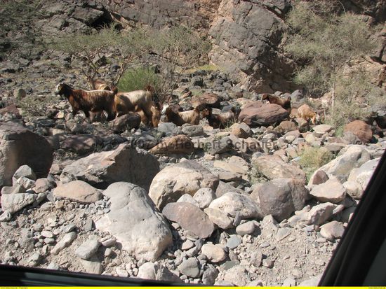 immer wieder treffen wir auf große Ziegenherden