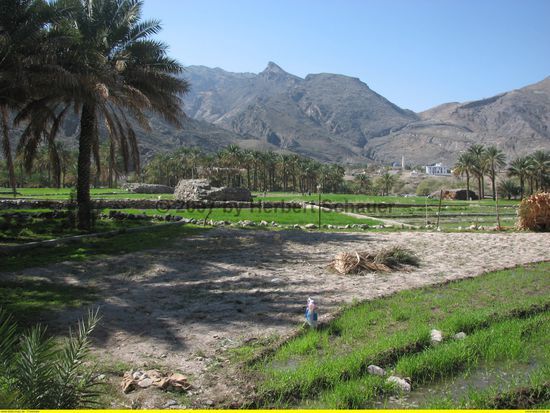 üppiges Wachstum in der kargen Bergwelt
