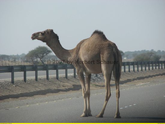 recht häufig hat sich auch ein Kamel verirrt und weiß nicht wie man auf die andere Straßenseite kommt. (Warnblinkanlage einschalten - nicht vergessen!)