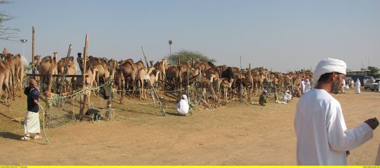 Kamelmarkt im Norden der Stadt