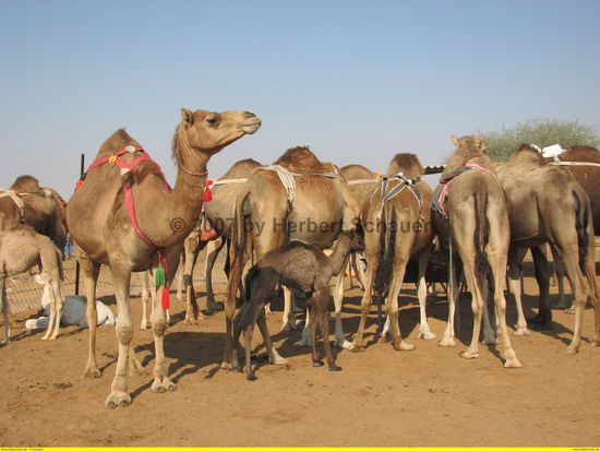 ganze Kamelfamilien stehen zum Verkauf