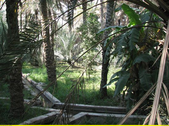 Bewässerung der Drei-Etagen-Wirtschaft: Futtergräser - Obstbäume - Dattelpalmen