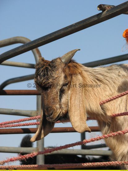 und die Ziege ist nur traurig?!
